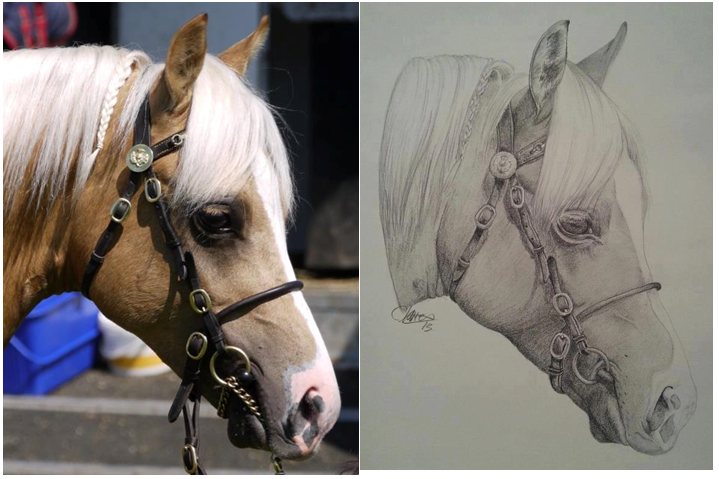 Cassie James - Pencil Horse Drawing